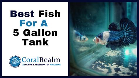 10 Best Fish for a 5 Gallon Tank (Stocking Guide + Pictures).
